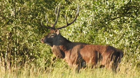 klepetač