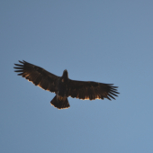 čo je to za vtáka?