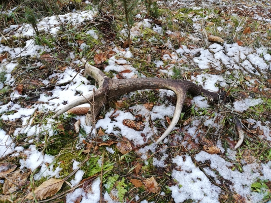 Minuloročny štrnastorak