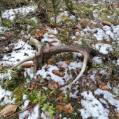 Minuloročny štrnastorak