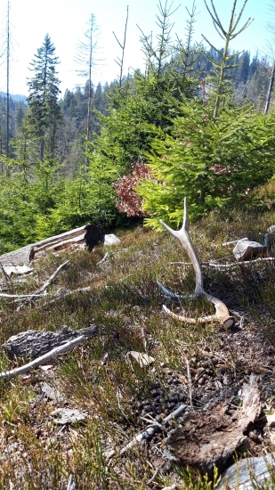 Osmorak s výhľadom ..