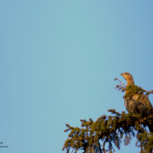 ,,pani hlucháňová,,