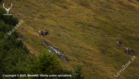 Dejstvo kosodreviny