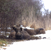 Mladíci na ležovisku