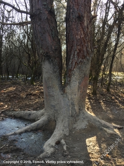 Diviačí strom
