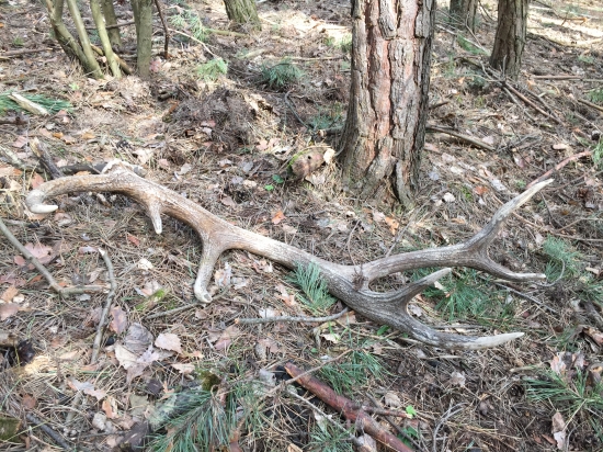 Z borovicového lesíka