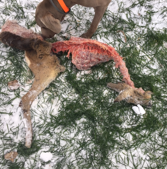 Srnček na spoločnej