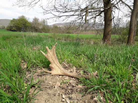 Zase sa oplatilo skoro ráno vstávať