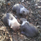 Ale bude veselo keď dorastú