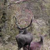 Nepravidelný 12 torák