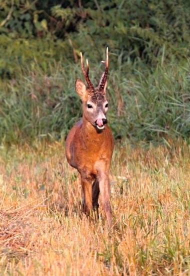 Kde jen ta srna může být?