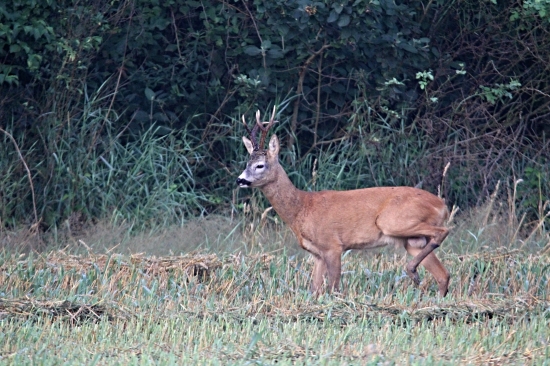Ráže se musí větrat