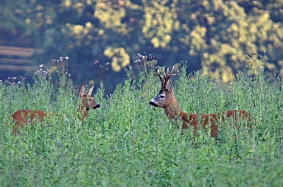Se srnou ve svěží zeleni