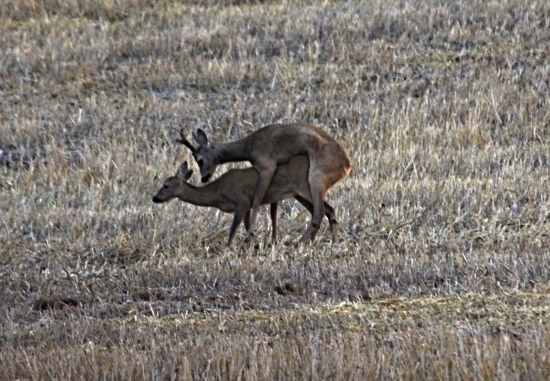 Biologická role splněna