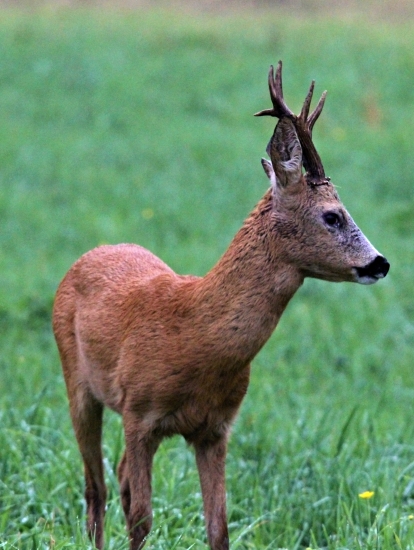 Přiváben v ranním dešti