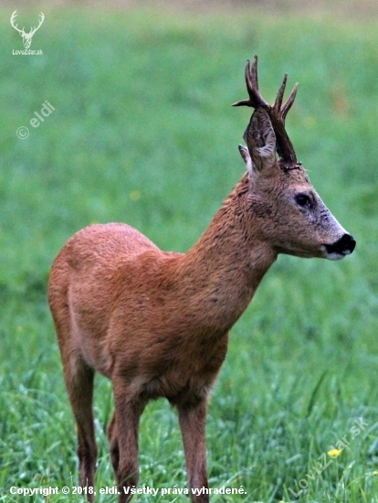 Přiváben v ranním dešti