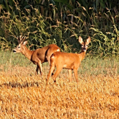 Raritní