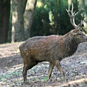Sika