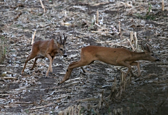 Tady jsem pánem já.
