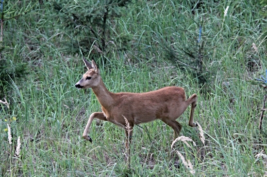 Slavnostním pochodem