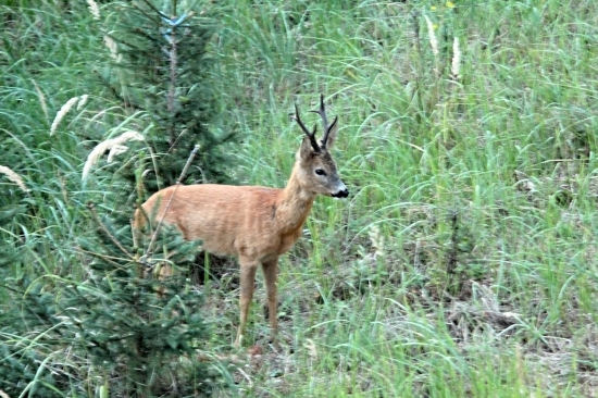 Šesterák ve večerním šeru.