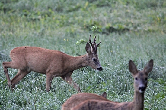 Rodinka v záříjovém ránu.