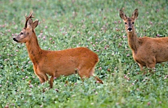 Dnes před východem slunce