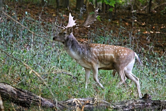 Lopatáč v mrazivém ránu