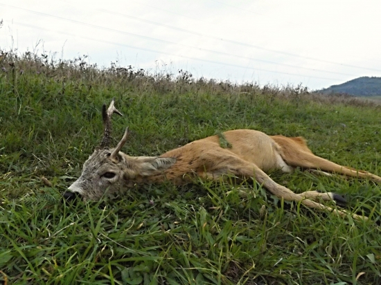 Svatováclavská rarita