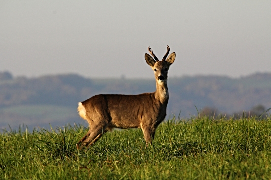 Šesterák v novém kabátě