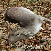 Knoflík