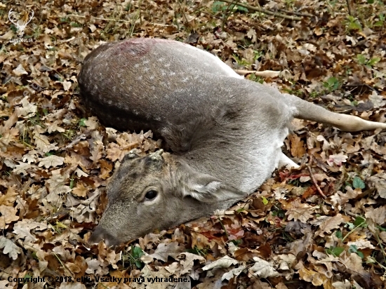 Knoflík