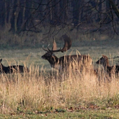 Dnes ráno ještě rochal