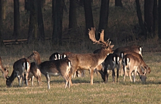 V ranních paprscích
