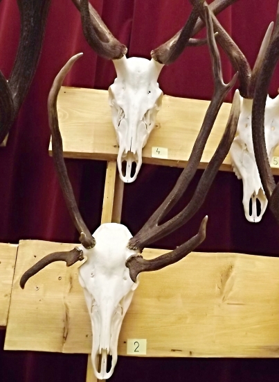 Čtyř parohový jelen z okresu Uherské Hradiště