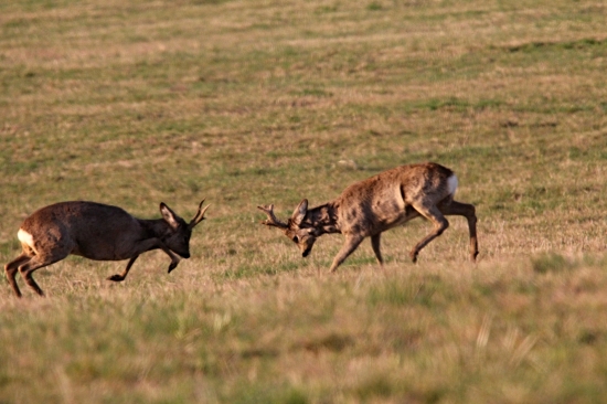 Souboje o teritorium jsou v plném proudu