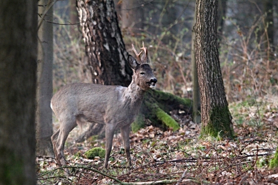 Šesterák před východem slunce