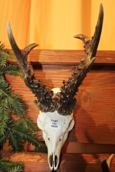 Nejsilnější srnec okresu Nový Jičín