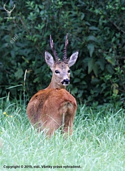 Medailový