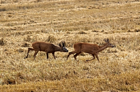 Srnčí říje je již v plném proudu