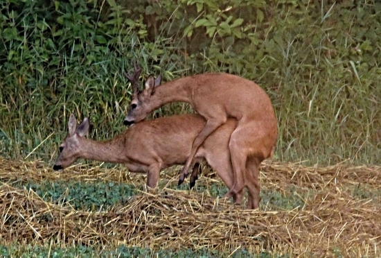 Kvalitní geny předány
