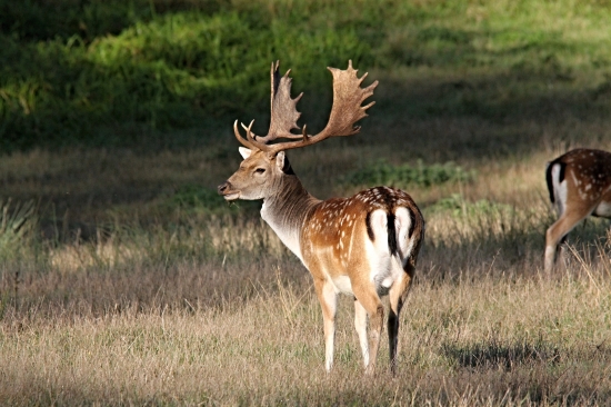 V ranních paprscích