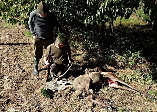 Úspěšný dosled prvého jelena