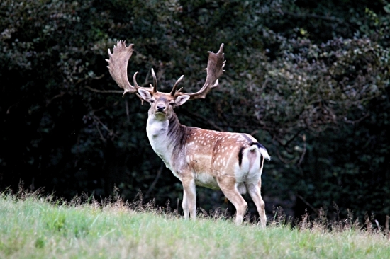 Z rodu vyjímečných