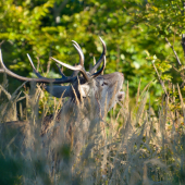 Keď príde na kúsok