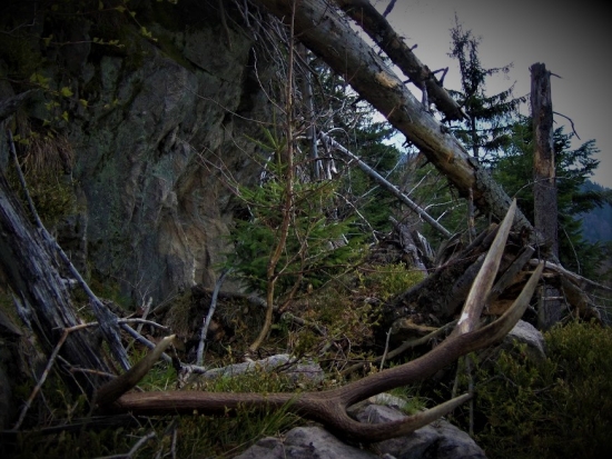 Hory Lesy naše vzácne.