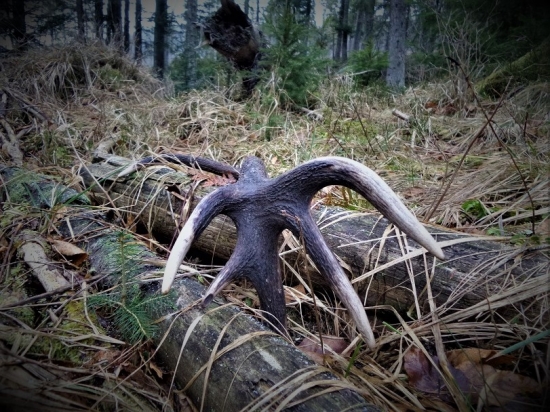 Budúcnosť kráľov