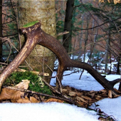 Komu sa nelení tomu sa zelení...