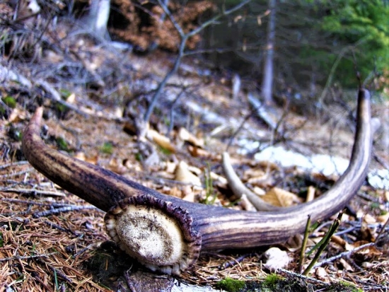 Krásny je jarný čas...