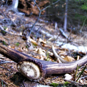 Krásny je jarný čas...